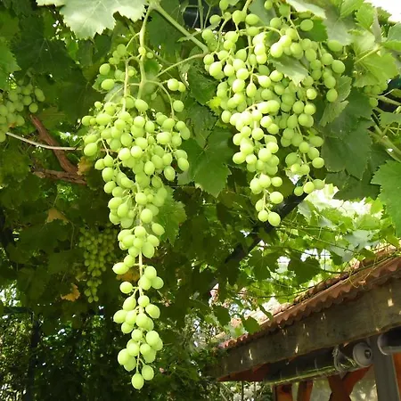 Cesur Pansiyon