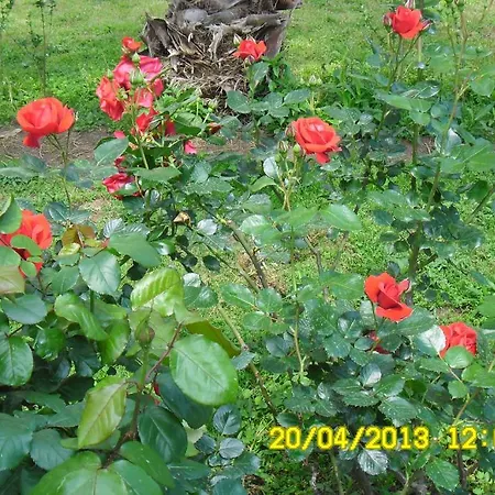 Cesur Pansiyon